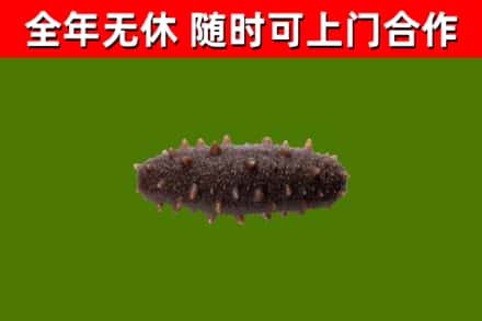 安乡县烟酒回收干海参.jpg